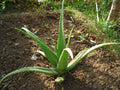 Aloe Barbadensis Leaf Extract