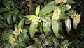 Backhousia Citriodora Leaf Extract