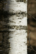 Xylitol