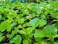 Centella Asiatica Leaf Extract