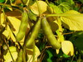 Glycine Soja Oil