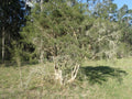 Melaleuca Alternifolia Leaf Oil