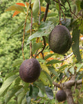Persea Gratissima Oil