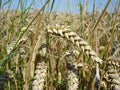 Potassium Palmitoyl Hydrolyzed Wheat Protein